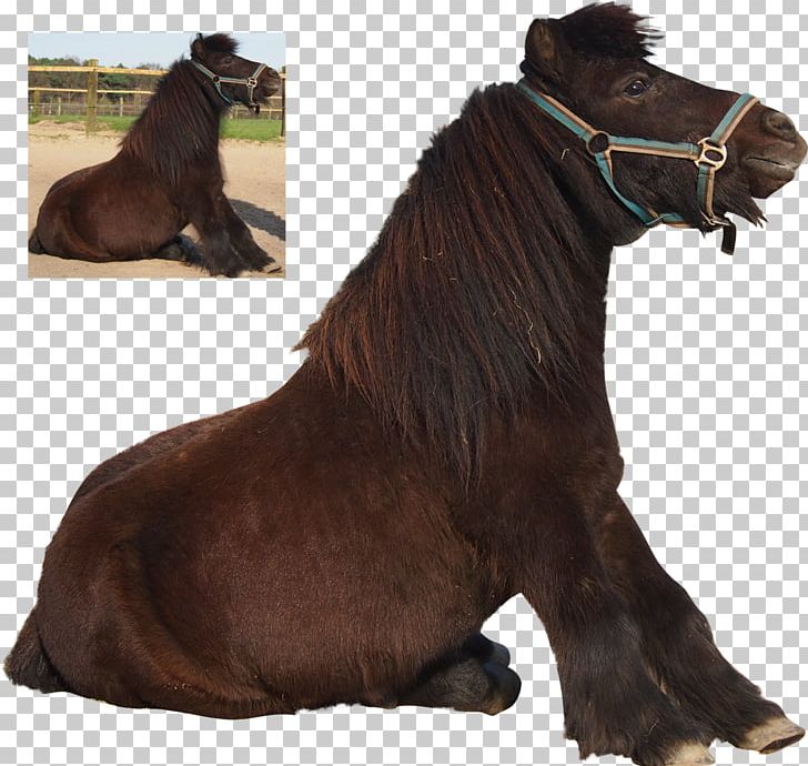 Shetland Pony Mane Mustang Stallion PNG, Clipart, Art, Bridle, Deviantart, Halter, Horse Free PNG Download