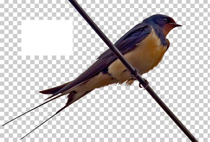 Barn Swallow Bird Nest Cygnini PNG, Clipart, American Sparrows, Animal, Animals, Avenue, Barn Swallow Free PNG Download
