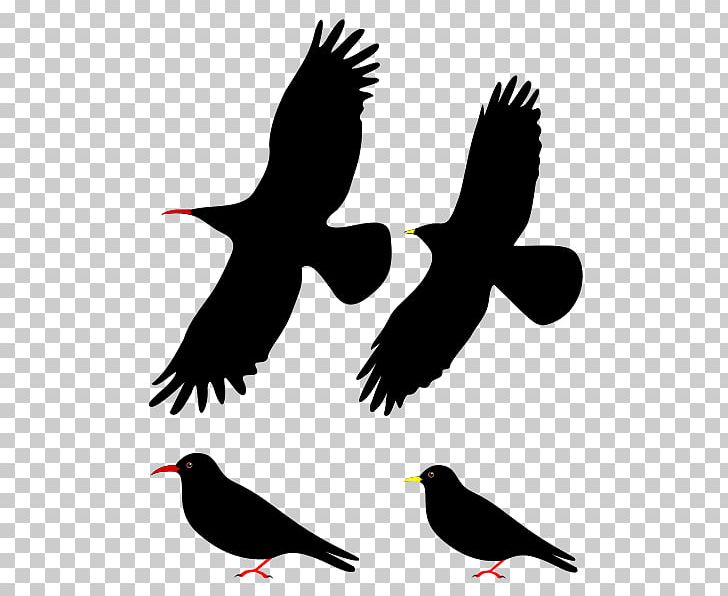 Bird Passerine Red-billed Chough Alpine Chough Western Jackdaw PNG, Clipart, Alpine Chough, Animals, Beak, Beeeater, Bill Free PNG Download