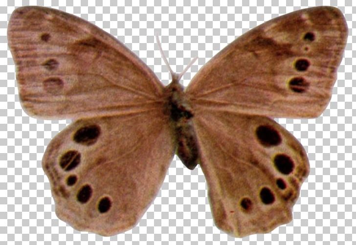 Brush-footed Butterflies Moth Butterfly PNG, Clipart, Arthropod, Brush Footed Butterfly, Butterfly, Insect, Invertebrate Free PNG Download