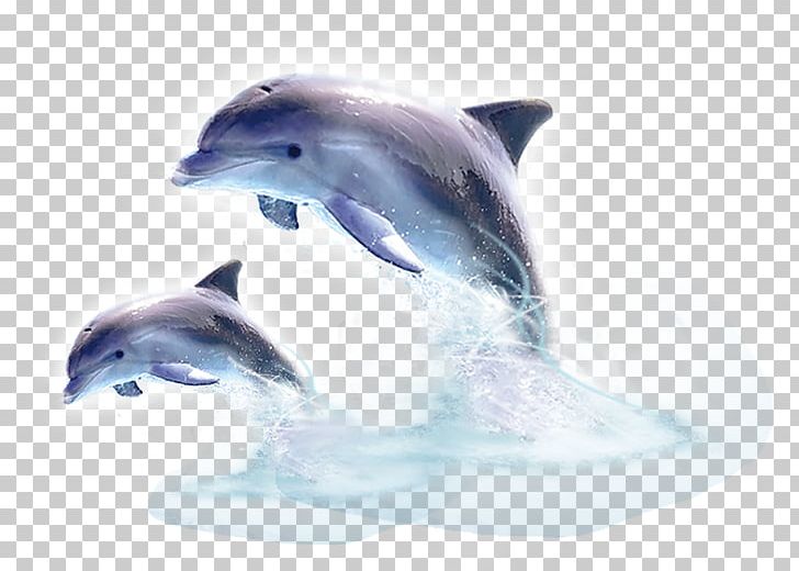Common Bottlenose Dolphin Tucuxi Short-beaked Common Dolphin River Dolphin PNG, Clipart, Animal, Animals, Baiji, Bottlenose Dolphin, Cetacea Free PNG Download