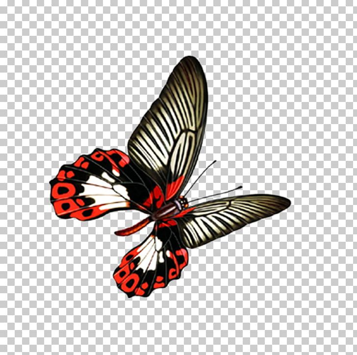 Monarch Butterfly PNG, Clipart, Arthropod, Black, Blog, Blue Butterfly, Brush Footed Butterfly Free PNG Download
