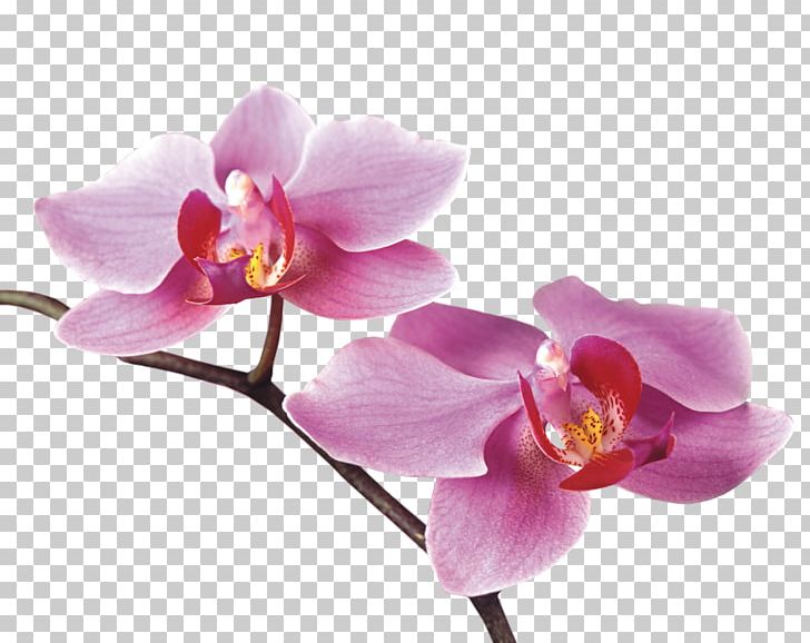 Orchids Flower .de PNG, Clipart, Art, Blog, Cattleya, Centerblog, Dendrobium Free PNG Download