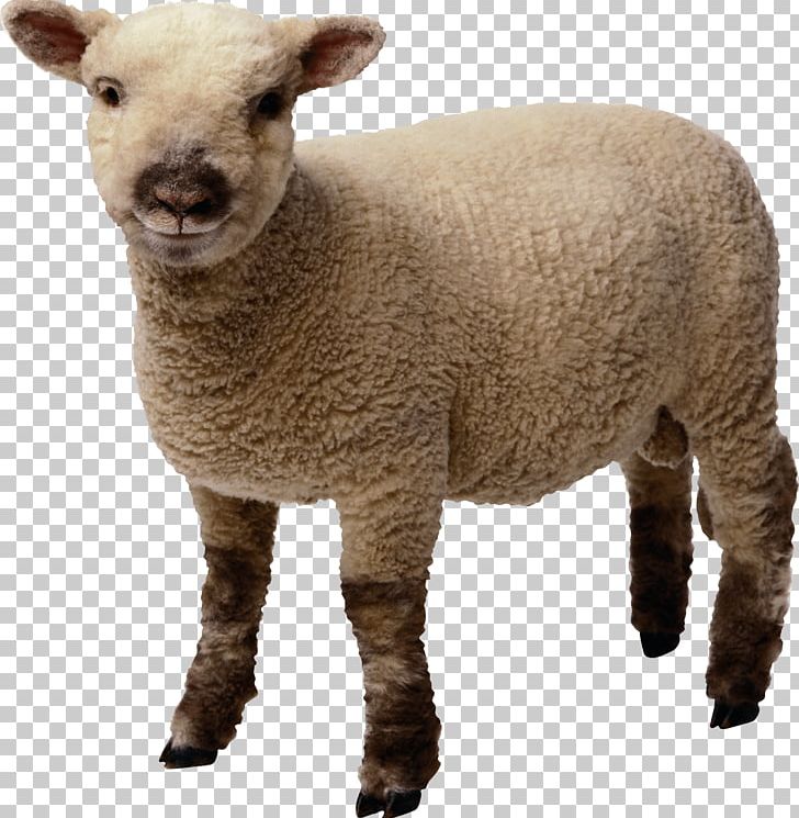 Sheep Lamb And Mutton PNG, Clipart, Animals, Biodiversidad, Camera, Cat, Computer Icons Free PNG Download