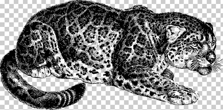 Snow Leopard Jaguar Tiger Felidae PNG, Clipart, Animal, Animal Figure, Animals, Big Cats, Black And White Free PNG Download