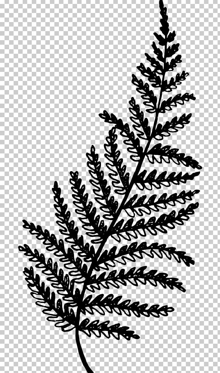 Twig Plant Stem Leaf White Vascular Plant PNG, Clipart, Black And White, Branch, Dr Sara Tancredi, Flora, Leaf Free PNG Download