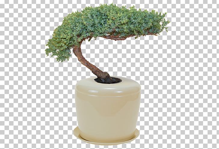 Bonsai Bestattungsurne Flowerpot Cremation PNG, Clipart, Bestattungsurne, Bonsai, Canister, Ceramic, Chinese Elm Free PNG Download