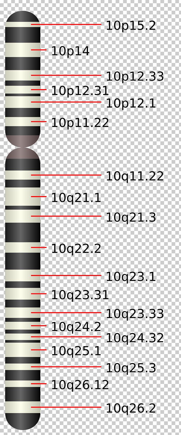 Chromosome 10 Chromosome 12 (human) Chromosome 19 Chromosome 16 PNG, Clipart, Angle, Area, Chr, Chromosome, Chromosome 4 Free PNG Download