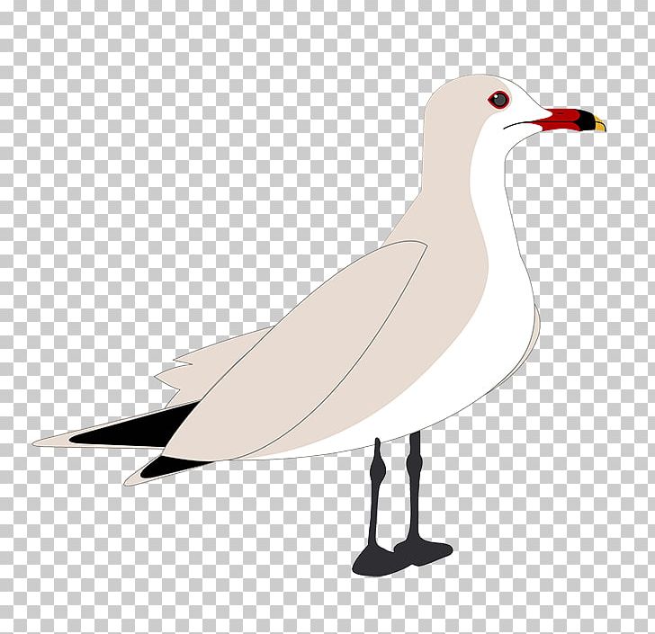 European Herring Gull Gulls Cygnini Goose Anatidae PNG, Clipart, Anatidae, Animals, Beak, Bird, Charadriiformes Free PNG Download
