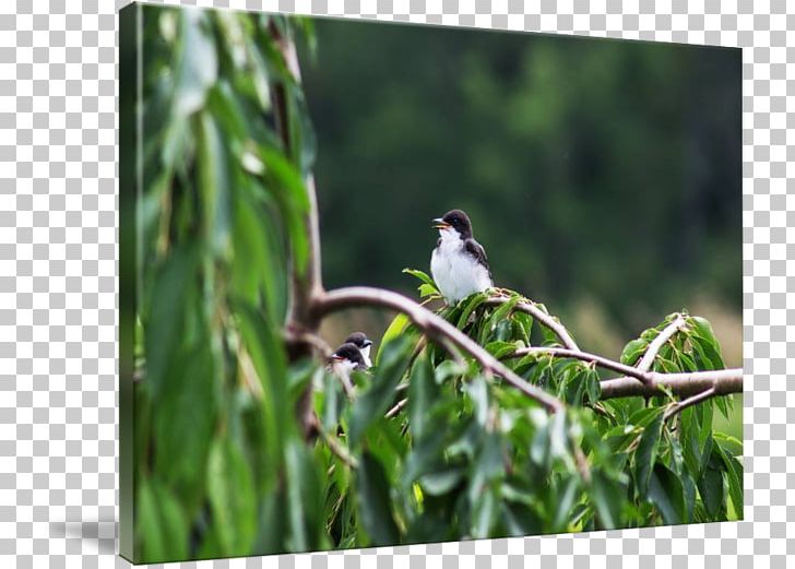 Finch Ecosystem Fauna Beak Wildlife PNG, Clipart, Beak, Bird, Branch, Ecosystem, Fauna Free PNG Download
