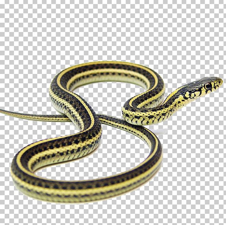 Narcisse Snake Pits Garter Snake Kingsnakes Applesnake PNG, Clipart, Animals, Colubridae, Foundation, Garter, Garter Snake Free PNG Download