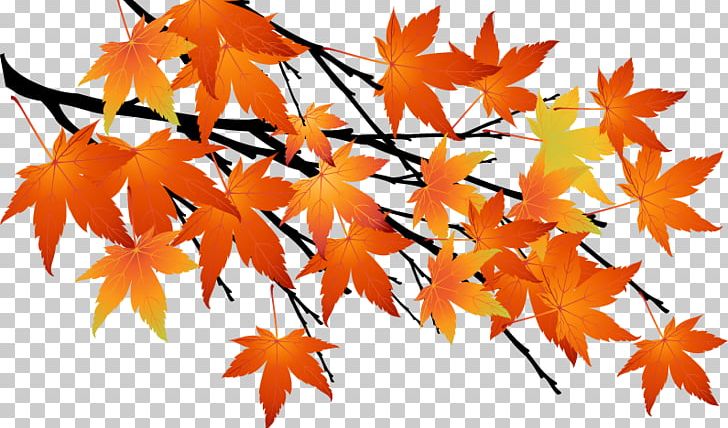 Photography Drawing PNG, Clipart, Abstract, Animals, Autumn, Autumn Leaves, Branch Free PNG Download