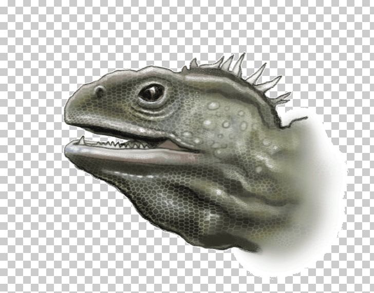 Reptile From Moa To Dinosaurs: Explore And Discover Ancient New Zealand Tuatara PNG, Clipart, Amphibian, Amphibians, Animal, Dinosaur, Fauna Free PNG Download