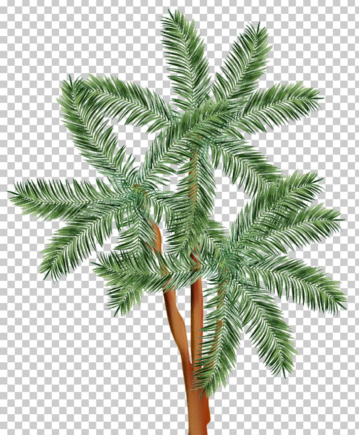 Burknar Plant Sword Fern Frond PNG, Clipart, Arecales, Branch, Burknar, Christmas Ornament, Conifer Free PNG Download