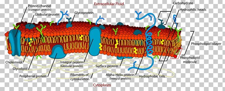 Cell Membrane Biological Membrane Lipid Bilayer Fluid Mosaic Model PNG, Clipart, Biological Membrane, Biology, Cell, Cell Biology, Cell Membrane Free PNG Download