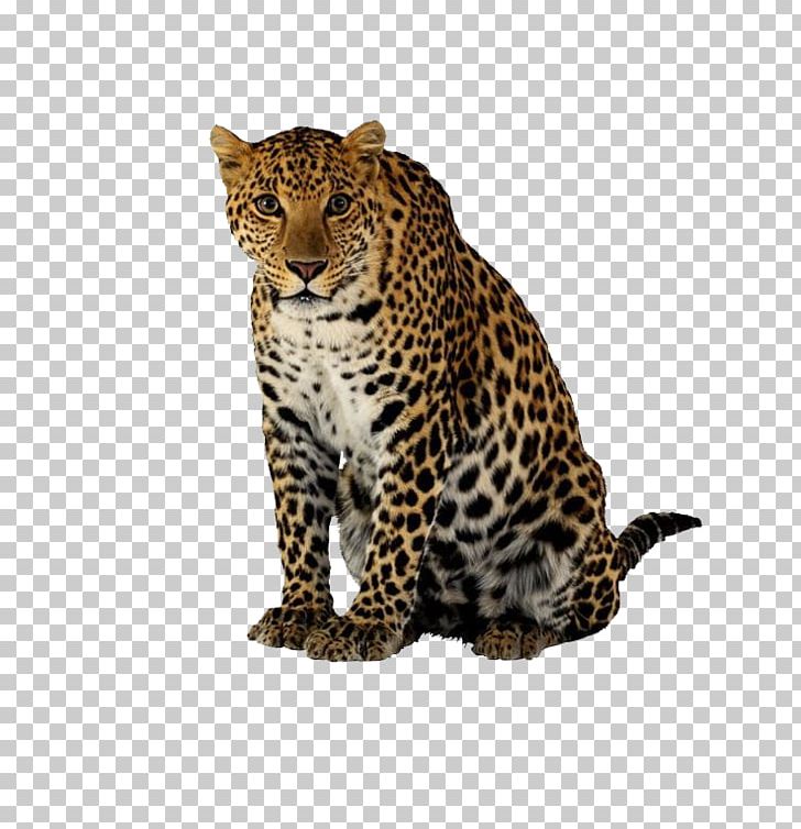 Cheetah Leopard Jaguar Felidae PNG, Clipart, Animal, Animals, Big Cats, Carnivoran, Cat Like Mammal Free PNG Download
