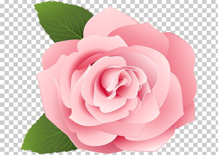 Garden Roses Centifolia Roses Drawing PNG, Clipart, Art Museum, Camellia, Cartoon, Centifolia Roses, Cut Flowers Free PNG Download