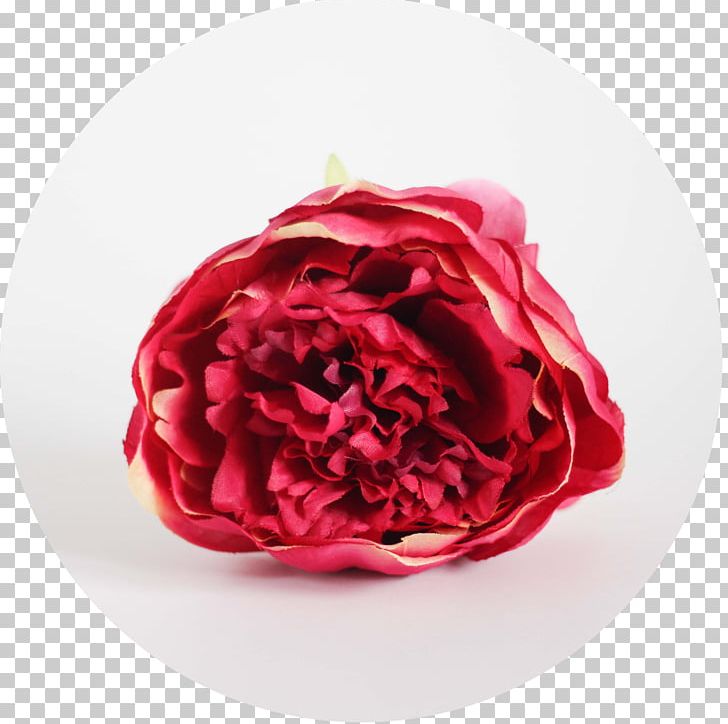 Garden Roses Red Peony Cabbage Rose Green PNG, Clipart, Blue, Cut Flowers, Flower, Garden Roses, Green Free PNG Download