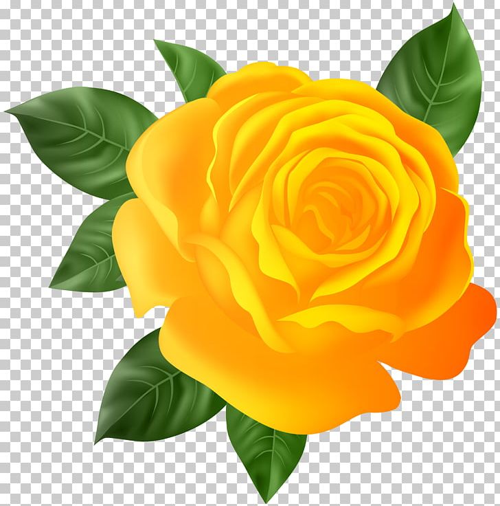 Garden Roses PNG, Clipart, Cut Flowers, Floribunda, Flower, Flowering Plant, Flowers Free PNG Download