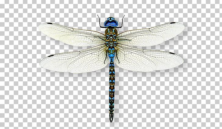 Insect A Dragonfly? A Dazzle Of Dragonflies Emperor PNG, Clipart, Arthropod, Child, Damselflies, Dazzle Of Dragonflies, Dragonflies And Damseflies Free PNG Download