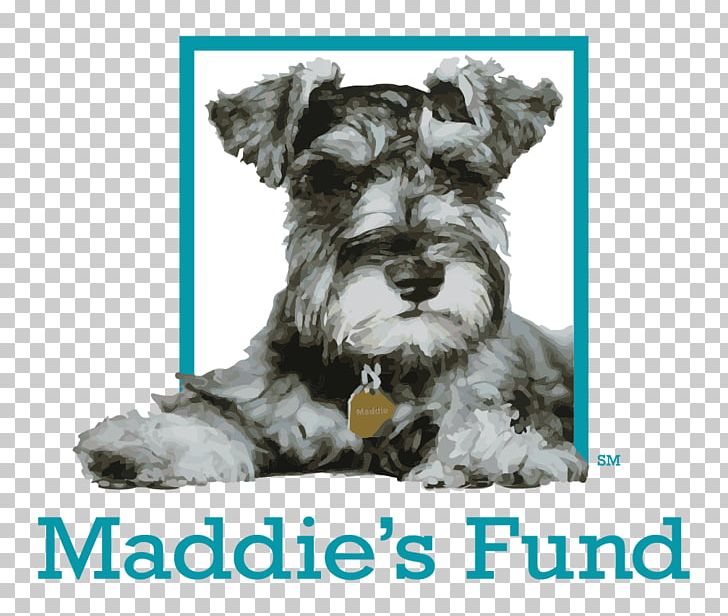 Maddie’s Fund Funding Animal Shelter Dog Grant PNG, Clipart,  Free PNG Download