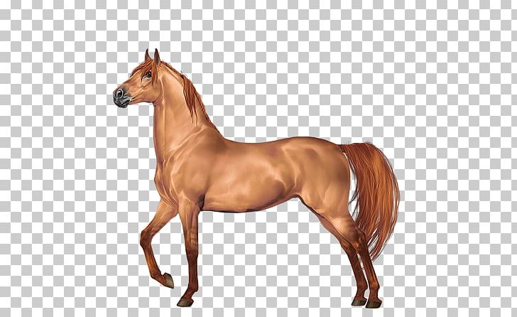 Mustang Morgan Horse Stallion Gypsy Horse Foal PNG, Clipart, Animal Figure, Black, Bridle, Colt, Dun Locus Free PNG Download