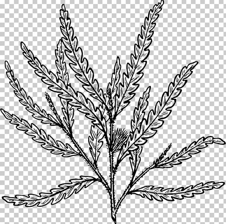 Sweetfern Frond Leaf Arecaceae PNG, Clipart, Arecaceae, Black And White, Branch, Commodity, Comptonia Free PNG Download