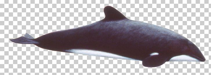 Tucuxi Common Bottlenose Dolphin Porpoise Animal PNG, Clipart, Animal, Animal Figure, Animals, Black, Bottlenose Dolphin Free PNG Download