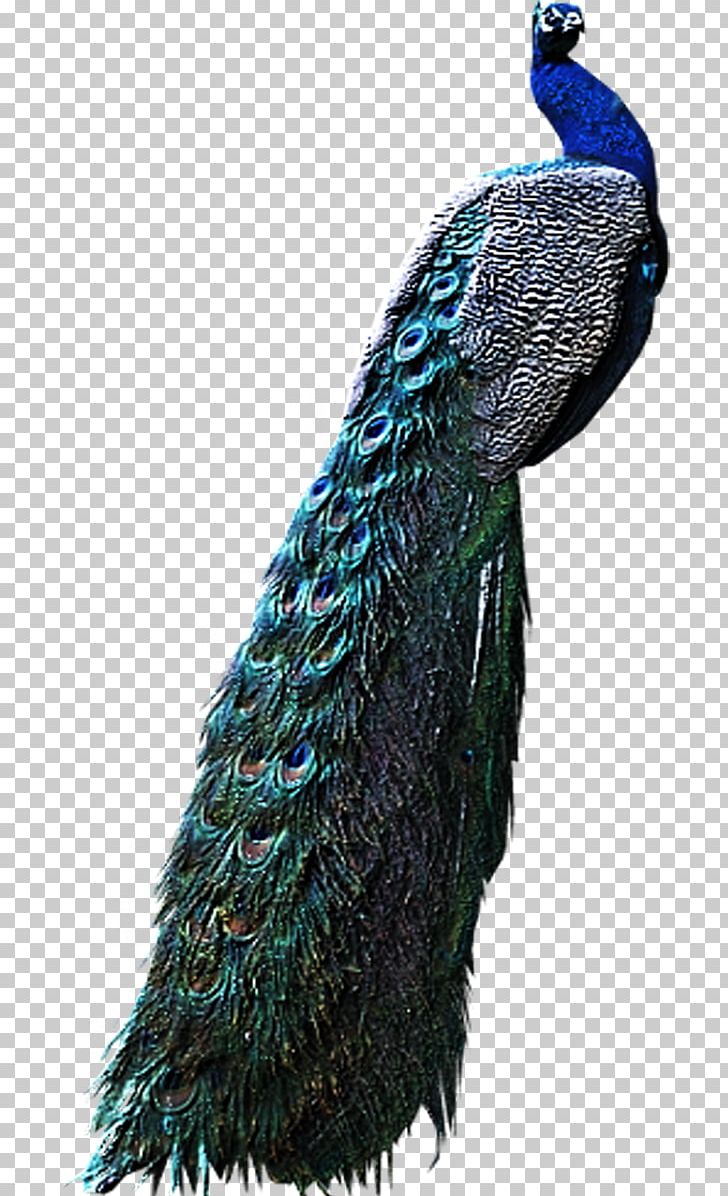 Bird Peafowl Pavo PNG, Clipart, Animals, Animals Birds, Archive File, Beak, Bird Free PNG Download