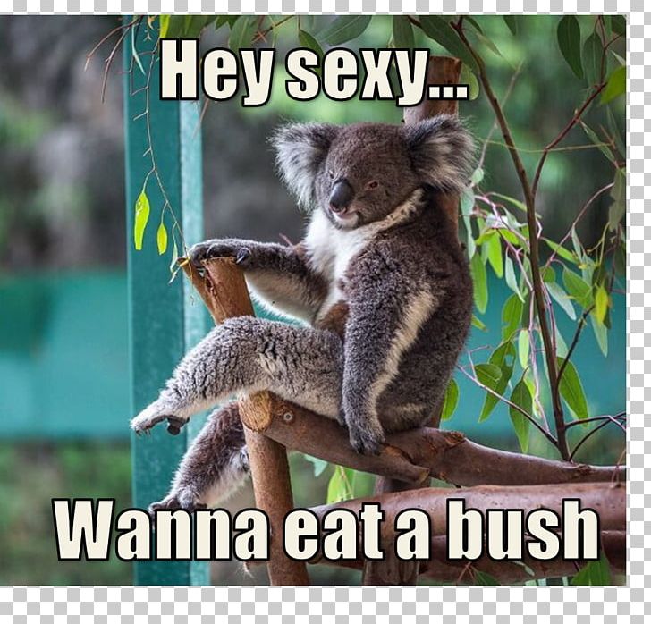 Koala Australia Bear Animal Cuteness PNG, Clipart,  Free PNG Download