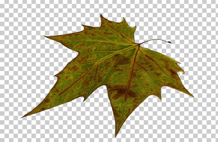 Maple Leaf Plane Trees PNG, Clipart, Leaf, Maple, Maple Leaf, Maple Tree, Plane Tree Family Free PNG Download