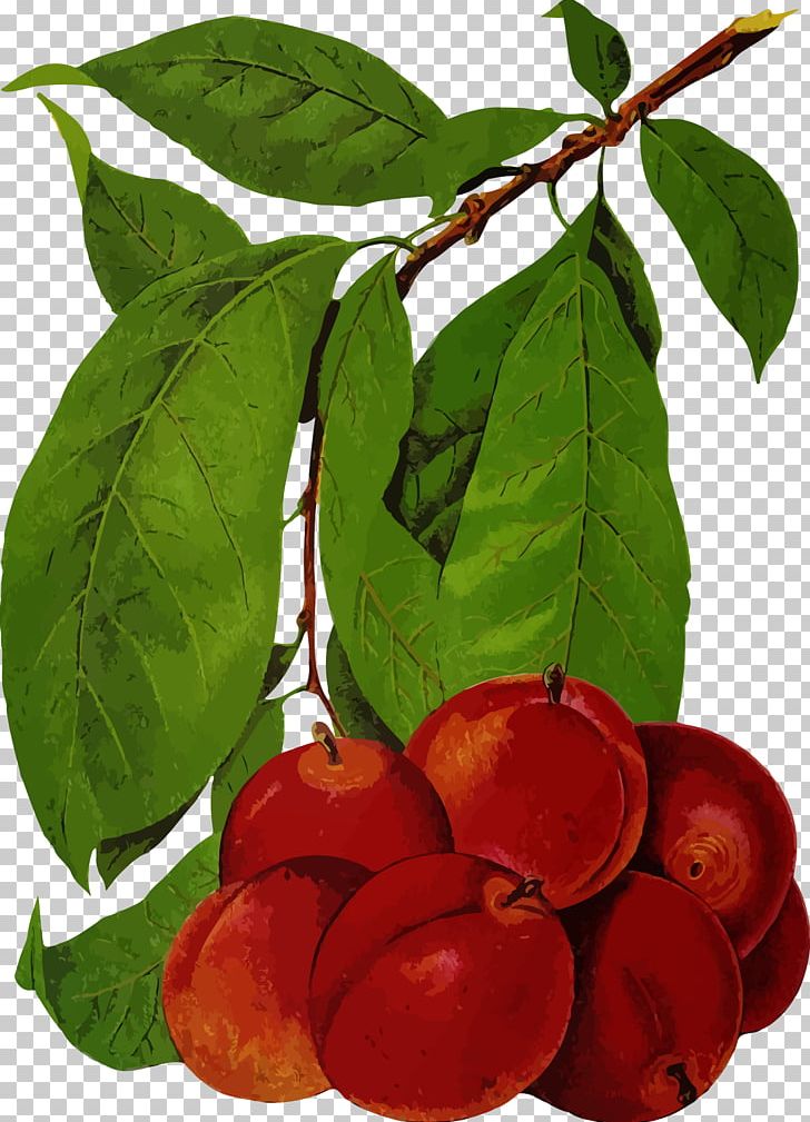 Seed Horticulture Nursery Plant PNG, Clipart, Acerola Family, Berry, Cherry, Flower, Food Free PNG Download