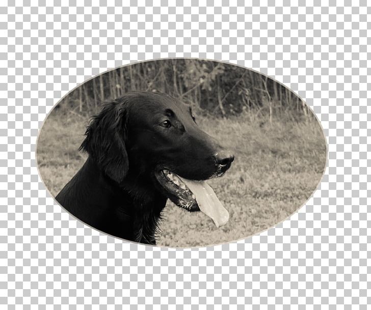 Labrador Retriever Flat-Coated Retriever Boykin Spaniel Dog Breed PNG, Clipart, Black, Boykin Spaniel, Breed, Carnivoran, Coat Free PNG Download