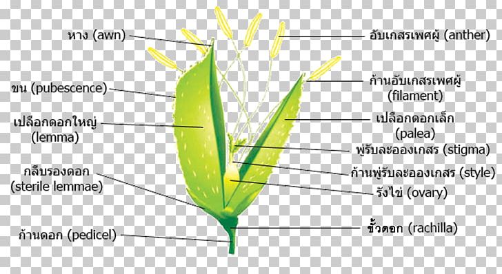 Rice Flower Plant Stem Grasses PNG, Clipart, Aartje, Angle, Area, Commodity, Diagram Free PNG Download