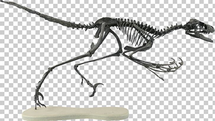 Bambiraptor Velociraptor Two Medicine Formation Late Cretaceous Theropods PNG, Clipart, Bambiraptor, Black And White, Campanian, Carnivora, Carnivoran Free PNG Download