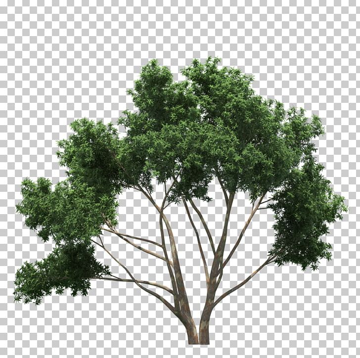 Branch Tree Shrub PNG, Clipart, Arbustos, Branch, Button, Encapsulated Postscript, Green Free PNG Download