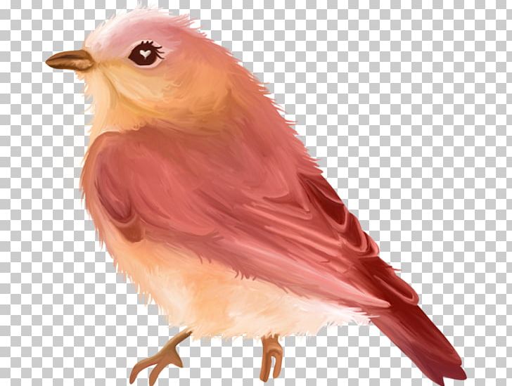 Finches Bird Cartoon Drawing PNG, Clipart, Animaatio, Animals, Animated Cartoon, Beak, Bird Free PNG Download