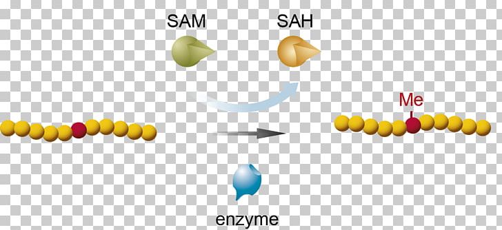 Methyltransferase Assay S-Adenosyl Methionine Methylation Lysine PNG, Clipart, Assay, Elisa, Enzyme, Enzyme Substrate, Histone Free PNG Download