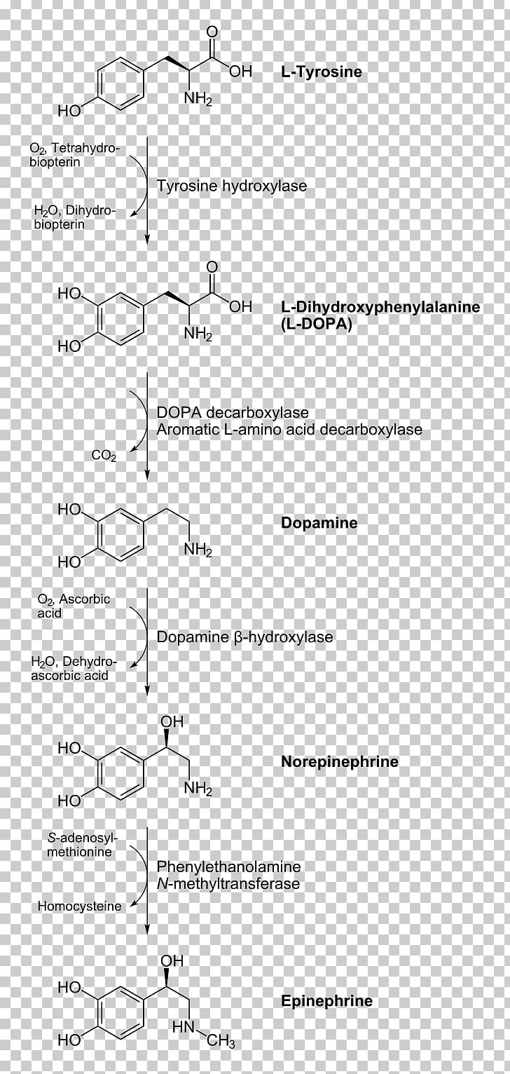 Catecholamine Norepinephrine Biosynthesis Dopamine Tyrosine PNG, Clipart, Adrenaline, Amino Acid, Angle, Area, Biosynthesis Free PNG Download