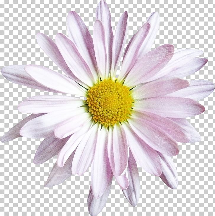 Common Daisy Oxeye Daisy Chrysanthemum Argyranthemum Frutescens Cut Flowers PNG, Clipart, Annual Plant, Argyranthemum Frutescens, Aster, Chrysanthemum, Chrysanths Free PNG Download