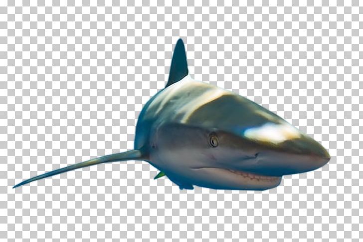 Great White Shark Requiem Sharks Lamniformes Marine Biology PNG, Clipart, Biology, Carcharodon, Cartilaginous Fish, Debbie, Fin Free PNG Download