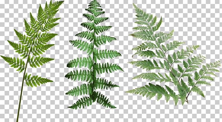 Leaf Green PNG, Clipart, 3d Computer Graphics, Art Green, Branch, Clip Art, Conifer Free PNG Download