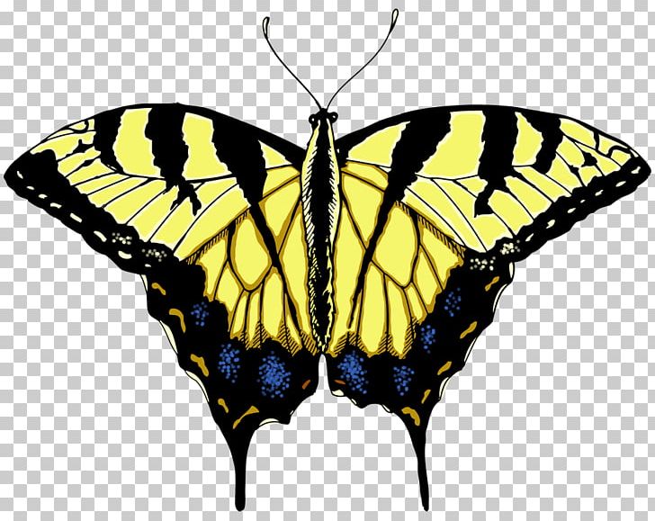 Swallowtail Butterfly Eastern Tiger Swallowtail Drawing PNG, Clipart, Arthropod, Black Swallowtail, Brush Footed Butterfly, Butterfly, Color Free PNG Download