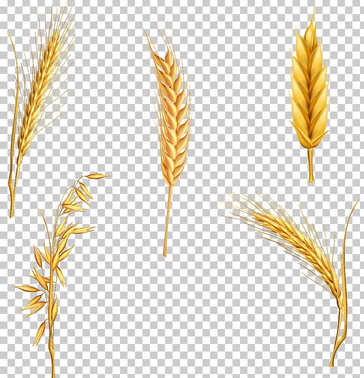 Wheat Ear Cereal PNG, Clipart, Anime Style Dialog Box, Cereal Germ, Chinese Style, Commodity, Computer Icons Free PNG Download