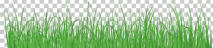 Wheatgrass Meadow PNG, Clipart, Art, Chemical Element, Chrysopogon Zizanioides, Col, Design Element Free PNG Download