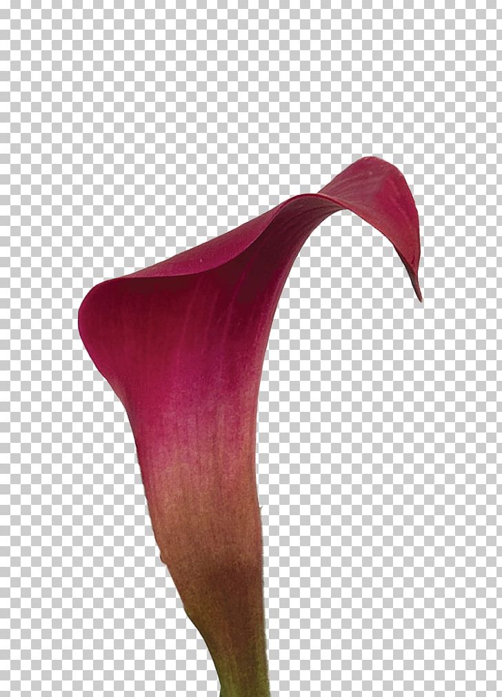 Arum-lily Flower Magenta Purple Lilium PNG, Clipart, Arum, Arum Lilies, Arumlily, Callalily, Calla Lily Free PNG Download