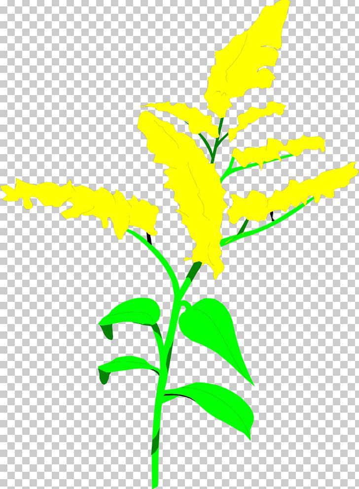 Branch Text Leaf Illustration PNG, Clipart, Area, Branch, Flora, Flower, Goldenrod Cliparts Free PNG Download