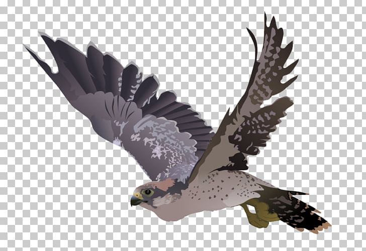 Falcon PNG, Clipart, Falcon Free PNG Download