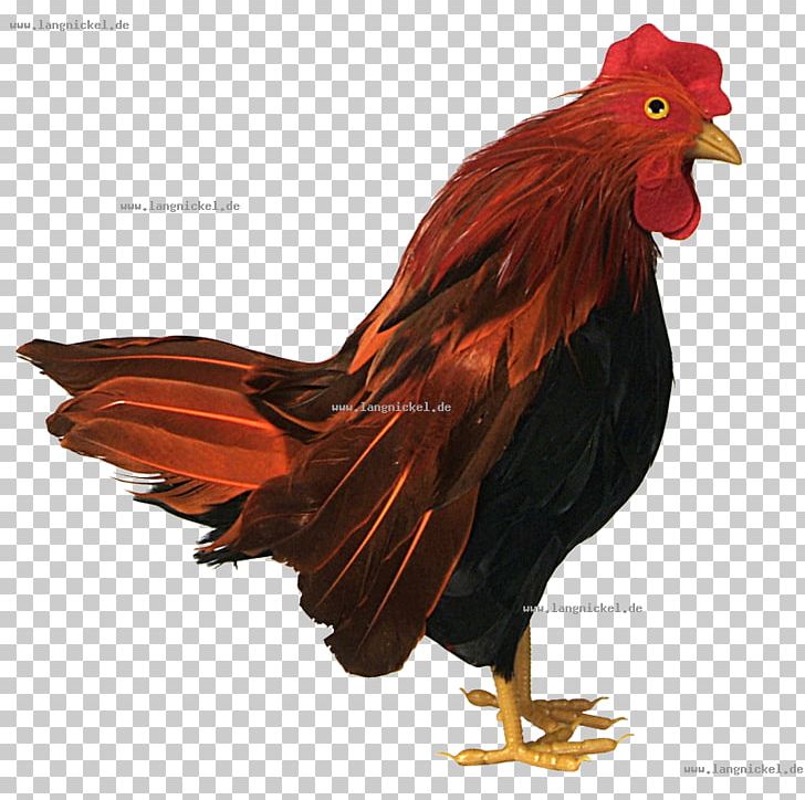 Rooster Fauna Beak Feather Chicken As Food PNG, Clipart, Animals, Beak, Bird, Chicken, Chicken As Food Free PNG Download