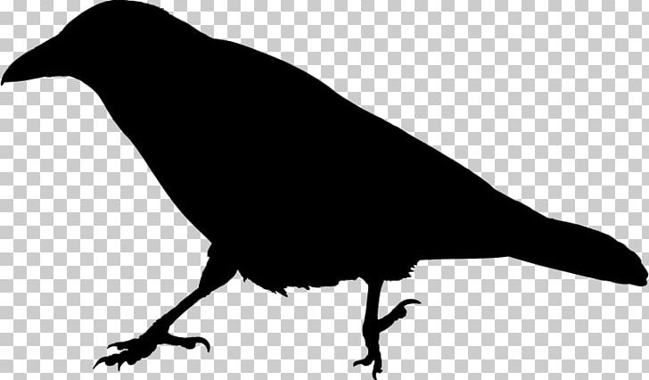 The Raven Common Raven PNG, Clipart, American Crow, Beak, Bird, Black And White, Common Raven Free PNG Download